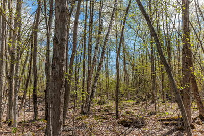 1030 Birchview Rd, Douro-Dummer - Douro-Dummer image-0-3