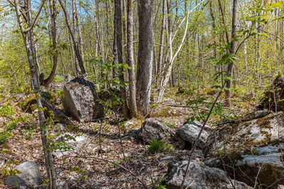 1030 Birchview Rd, Douro-Dummer - Douro-Dummer image-0-4
