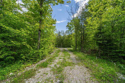 41 Stonehedge Rd, Stone Mills - Stone Mills image-0-4