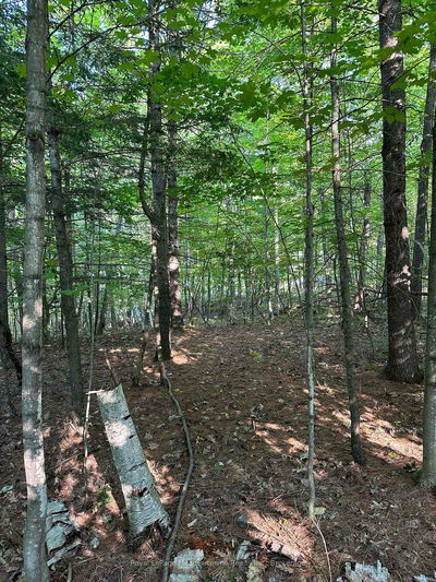 1000 Island Park Rd, Muskoka Lakes - Medora image-0-4