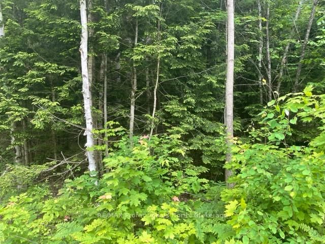  Big Hawk Lake Rd, Algonquin Highlands - Stanhope image-0-0