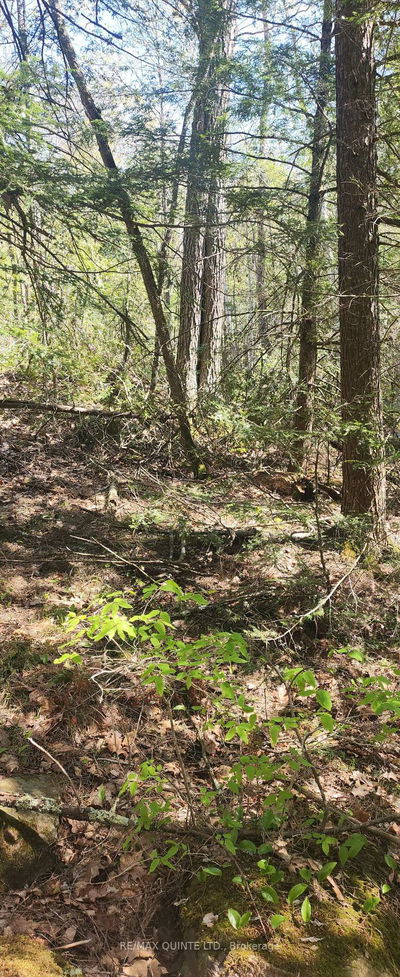 00 Fire Route 67, Havelock-Belmont-Methuen - Havelock-Belmont-Methuen image-0-2