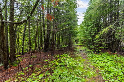 PT Farm LT 4 NICHOLAS St, Northern Bruce Peninsula - Northern Bruce Peninsula image-0-3