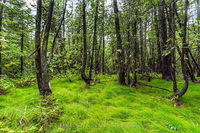 PT Farm LT 4 NICHOLAS St, Northern Bruce Peninsula - Northern Bruce Peninsula image-0-4
