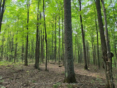  Burnt River WAO, Minden Hills - Snowdon image-0-1