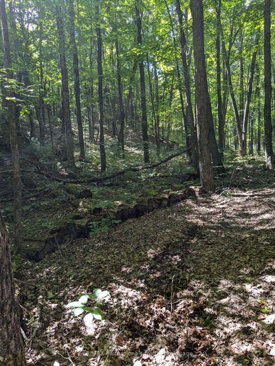  Burnt River WAO, Minden Hills - Snowdon image-0-2