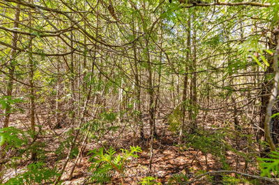 Part Fm Lot 4 Chi Sin Tib Dek Rd, Northern Bruce Peninsula - Northern Bruce Peninsula image-0-4