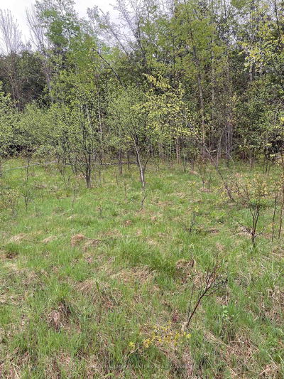 01 Adams-Cummings Rd, Trent Lakes - Trent Lakes image-0-4
