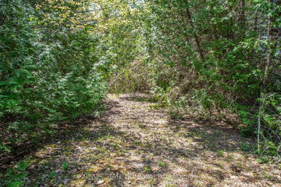 P/L35 Con 5 Bull Rd, Alnwick/Haldimand - Rural Alnwick/Haldimand image-0-2