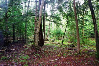 - Biernacki Mountain Rd, Barry's Bay - Madawaska Valley image-0-1