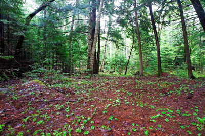 - Biernacki Mountain Rd, Barry's Bay - Madawaska Valley image-0-2