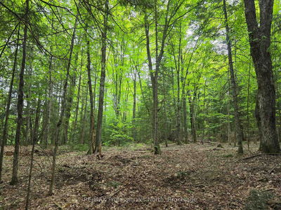  25th Line Rd, Algonquin Highlands - Stanhope image-0-3