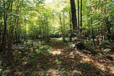  Lover's Lane, Parry Sound Remote Area - East Mills image-0-2