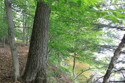 540 Bigwin Island, Lake of Bays - Franklin image-0-3