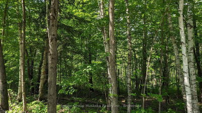 Lot 1 Tally-Ho Winter Park Rd, Lake of Bays - Sinclair image-0-3