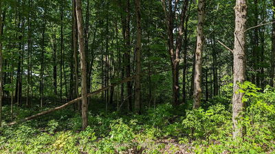 Lot 2 Tally-Ho Winter Park Rd, Lake of Bays - Sinclair image-0-4