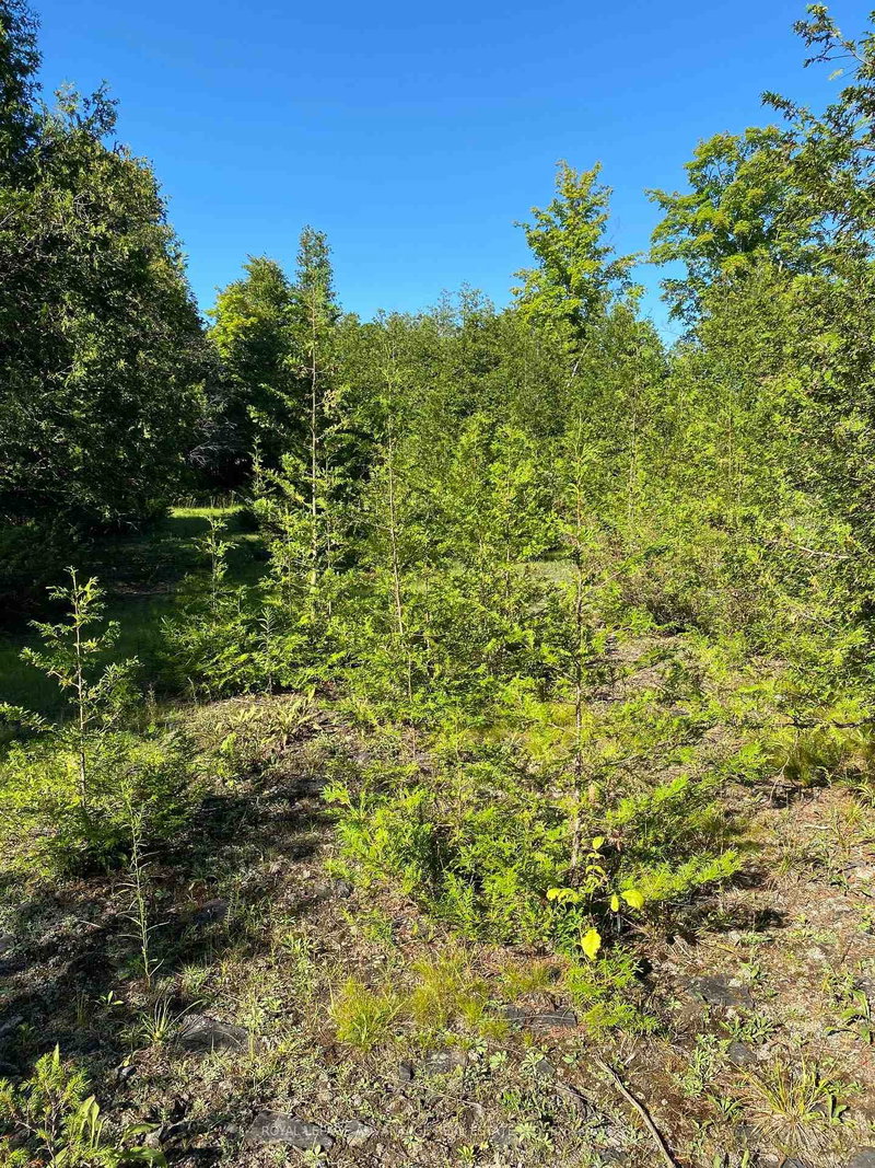 14311 County 15 Rd, Merrickville-Wolford, K0G 1N0 | Image 2