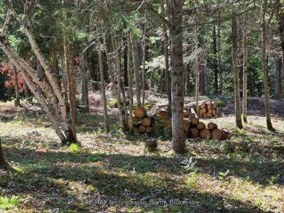 00 Whitney Road • Perry, ON photo 6