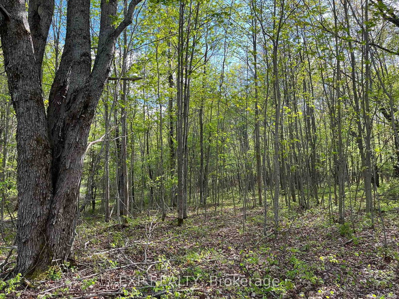 Lot 7 Casson Tr, Barry's Bay, K0J 1B0 | Image 3