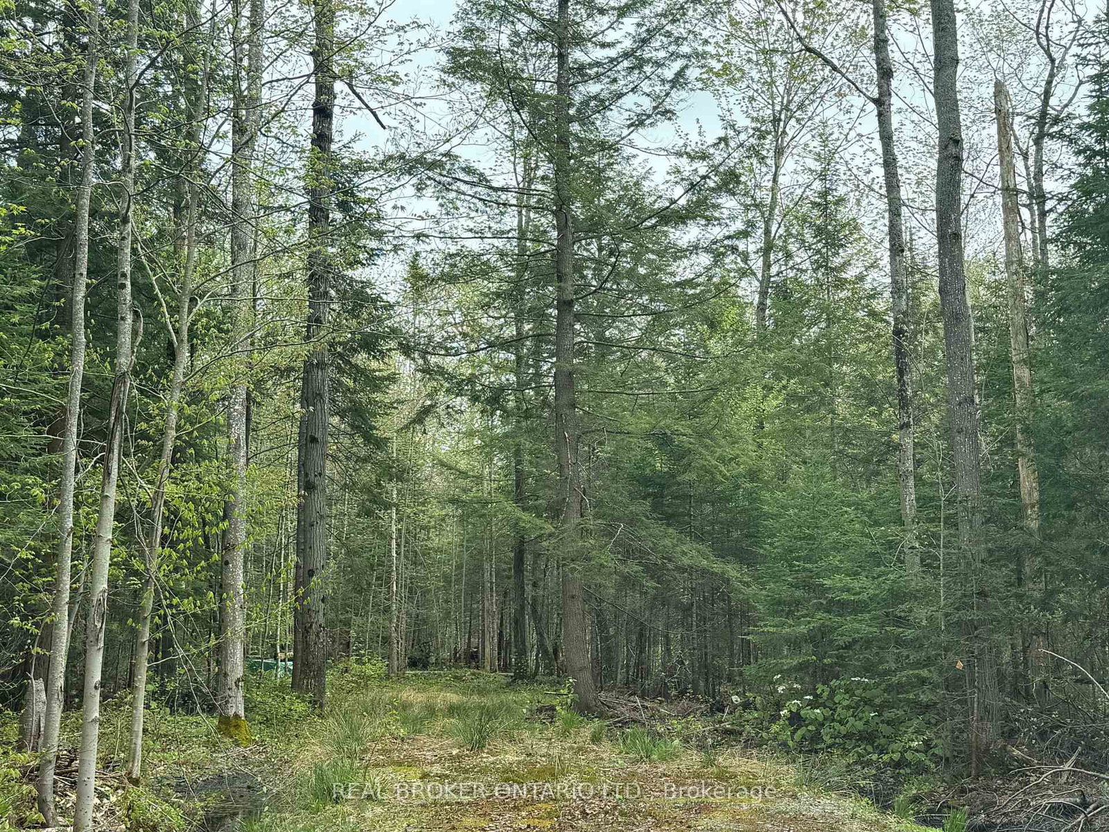 0 Bear Cave Road • Muskoka Lakes, ON photo 10