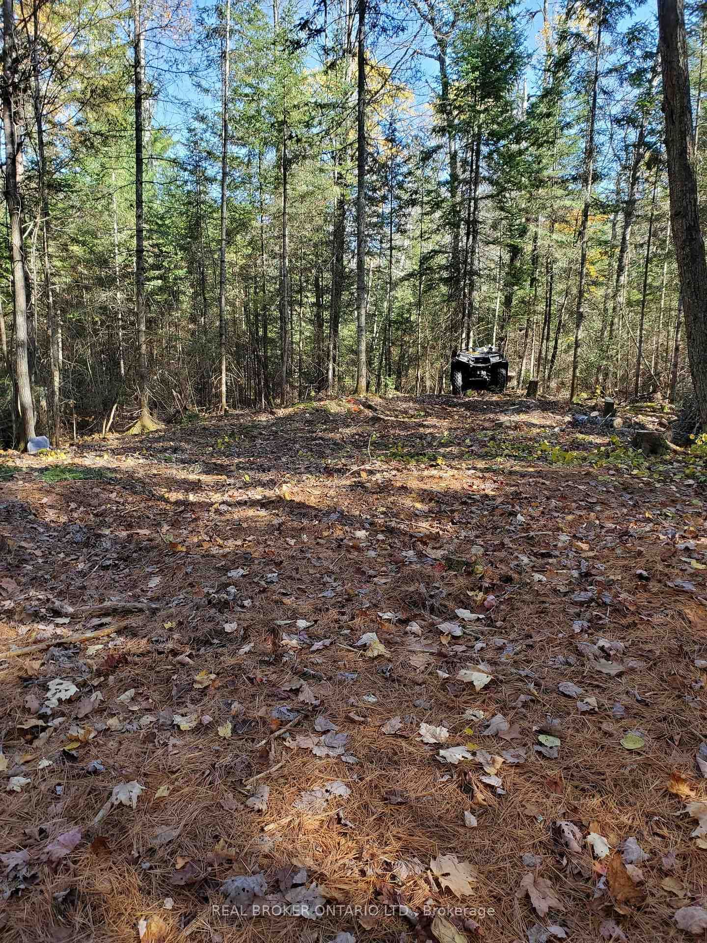 0 Bear Cave Road • Muskoka Lakes, ON photo 11