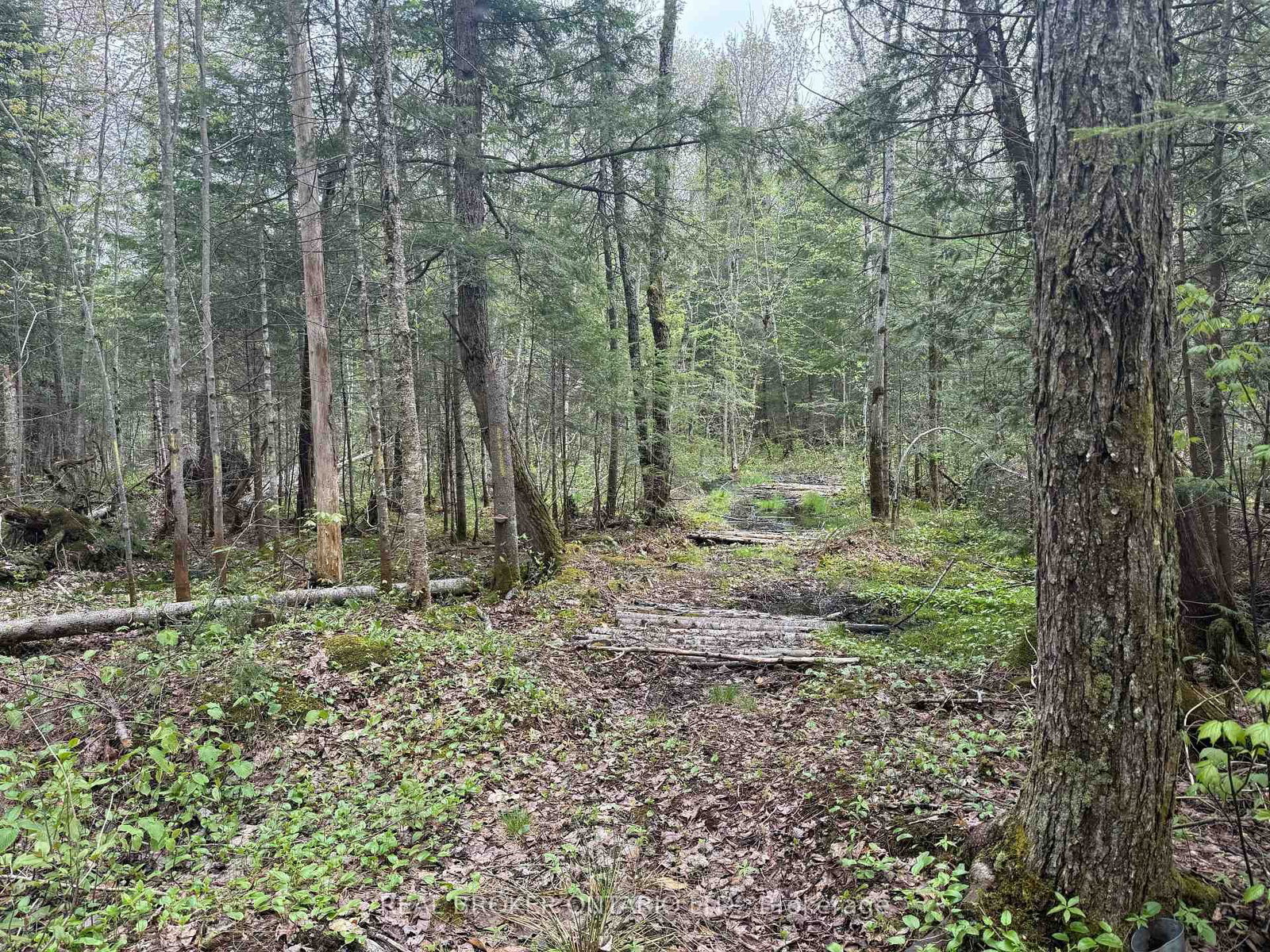 0 Bear Cave Road • Muskoka Lakes, ON photo 12