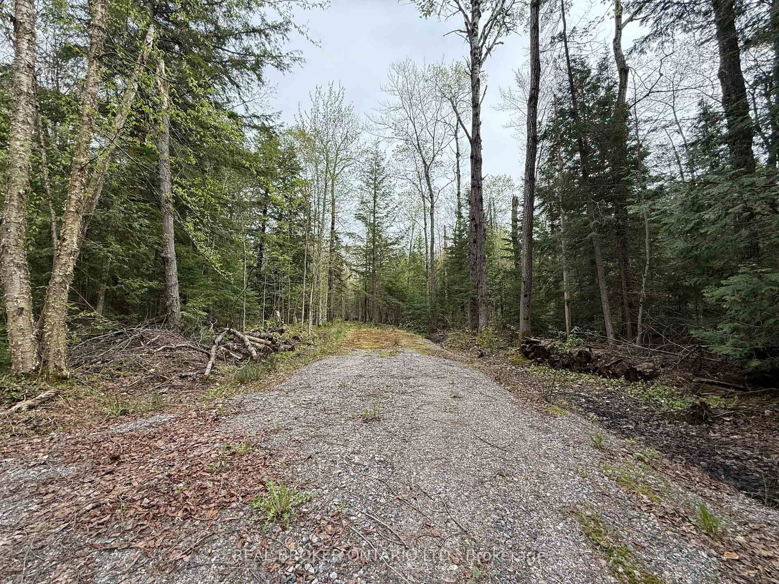 0 Bear Cave Road • Muskoka Lakes, ON photo 5