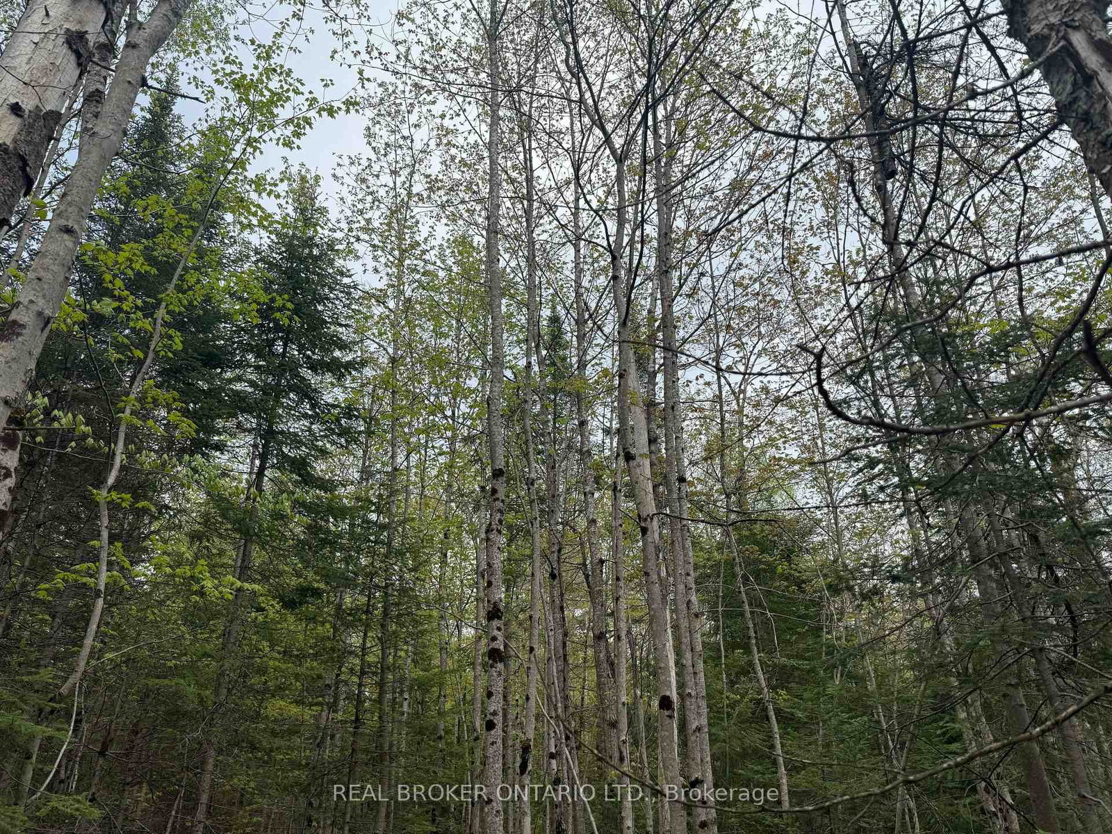 0 Bear Cave Road • Muskoka Lakes, ON photo 8