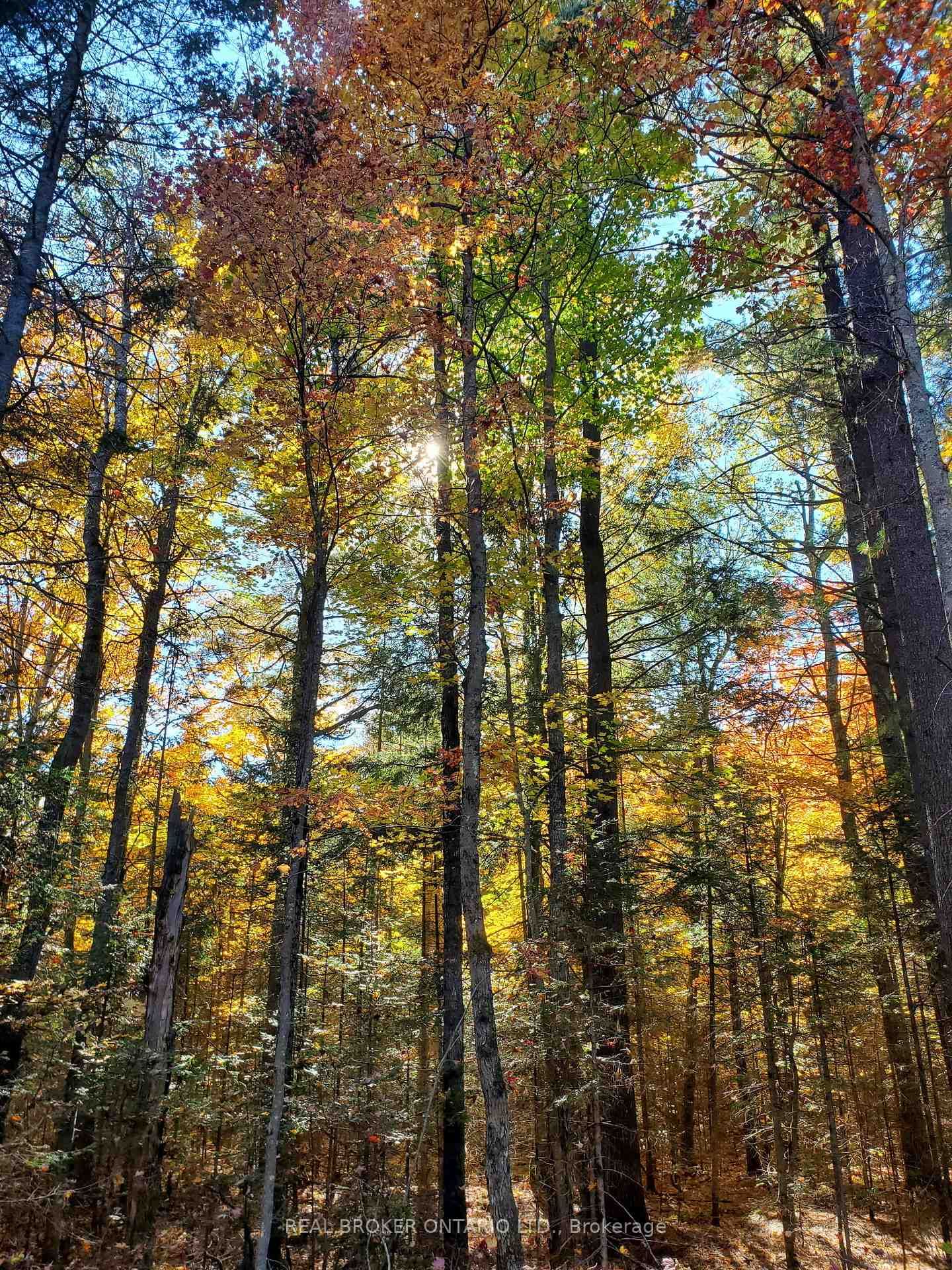 0 Bear Cave Road • Muskoka Lakes, ON photo 9