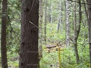 00 Kenyon Acre N, North Glengarry, K0C 1A0 | Image 3