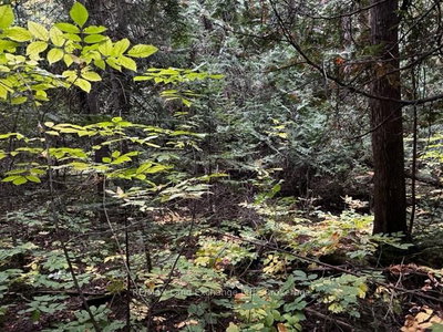 7 SHORE Road • Saugeen Shores, ON photo 9