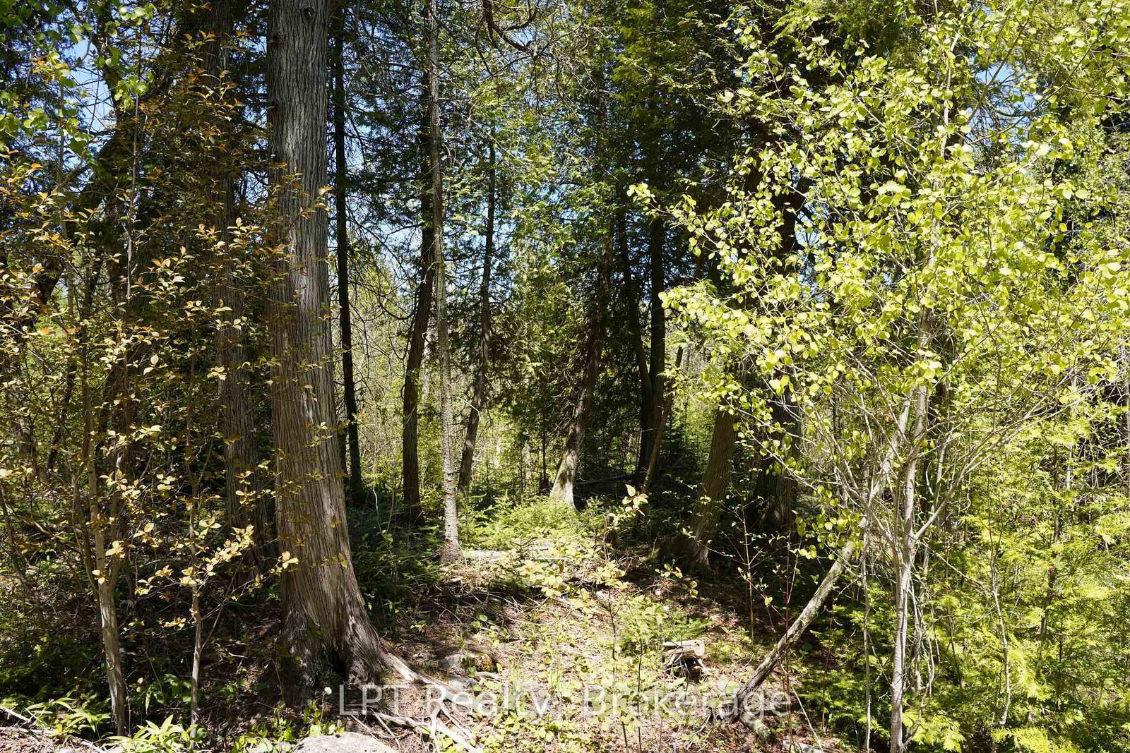 PT LT 36 Walter Charman Drive • Northern Bruce Peninsula, ON photo 6