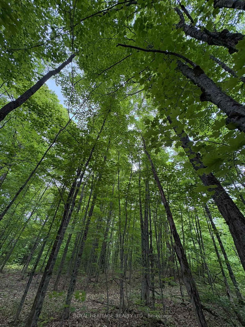 1043 Lawrence Pit Rd, Muskoka Lakes, P0B 1M0 | Image 3