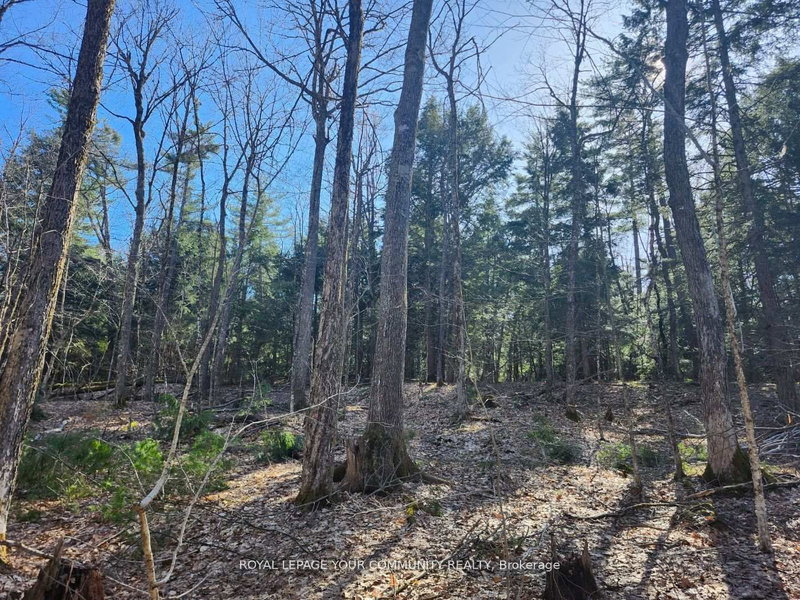 1282 Highway 118 Rd E, Bracebridge, P1L 1X1 | Image 3