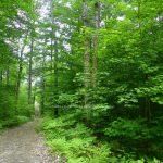 50 Acres in Mus North of Bala PCL 31045 — photo 3