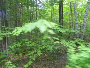 50 Acres in Mus North of Bala PCL 31045 — photo 6