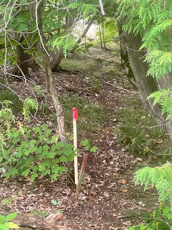 00 Adams-Cummings Rd, Trent Lakes, K0L 2J0 | Image 2