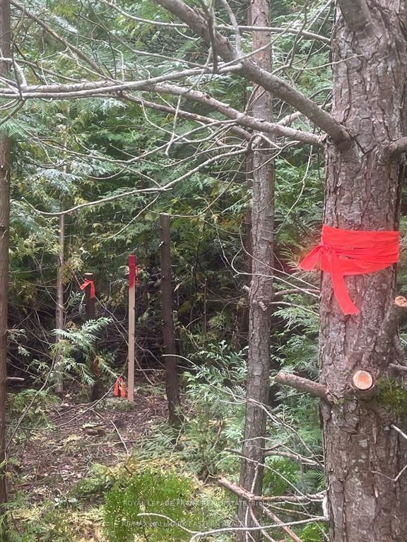 00 Adams-Cummings Rd, Trent Lakes, K0L 2J0 | Image 3