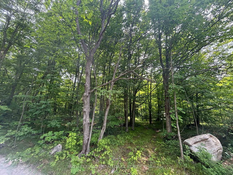 Severed B - 554 Pigden Rd, Madoc, K0K 2K0 | Image 3