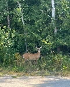 25 I Street • Cockburn Island, ON photo 14