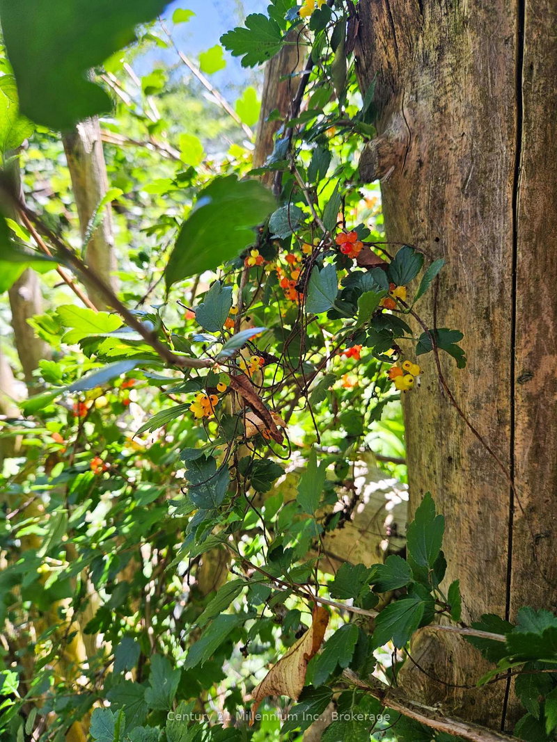 612608 Sideroad 61, Southgate, N0G 2A0 | Image 3