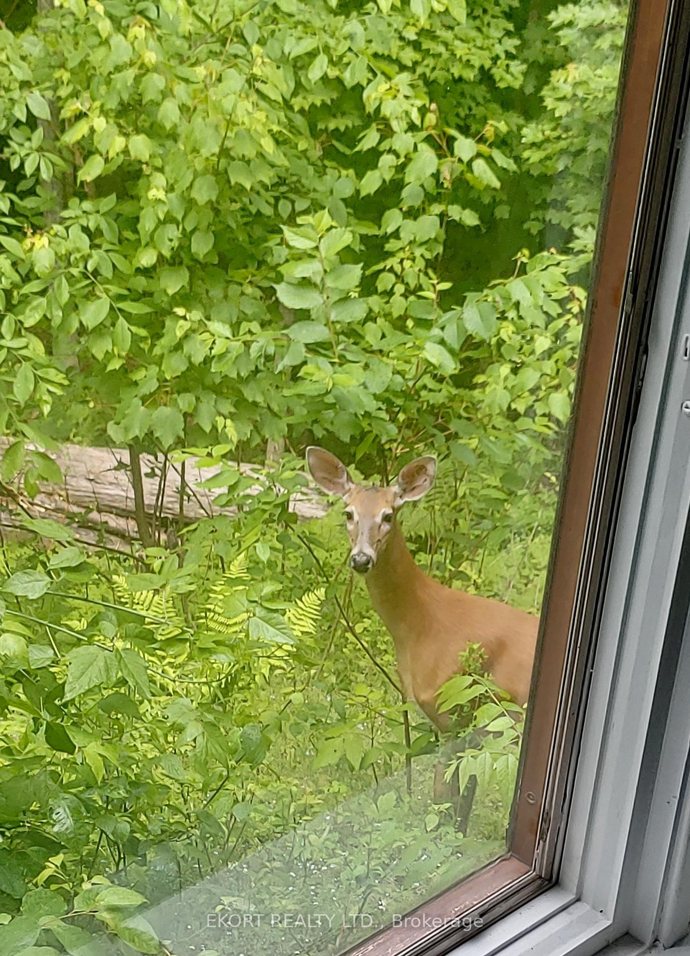 Detached House for sale at 41 Maple Street, Bancroft, Ontario, K0L 1C0 - Bancroft Ward - MLS: X12728006