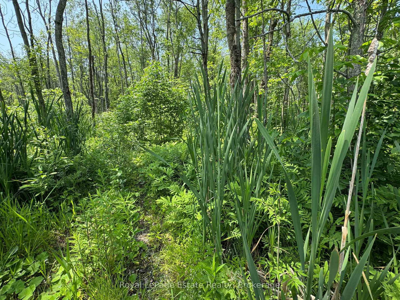 PT LT 36 & PT L 13 Concession • Arran-Elderslie, ON photo 8