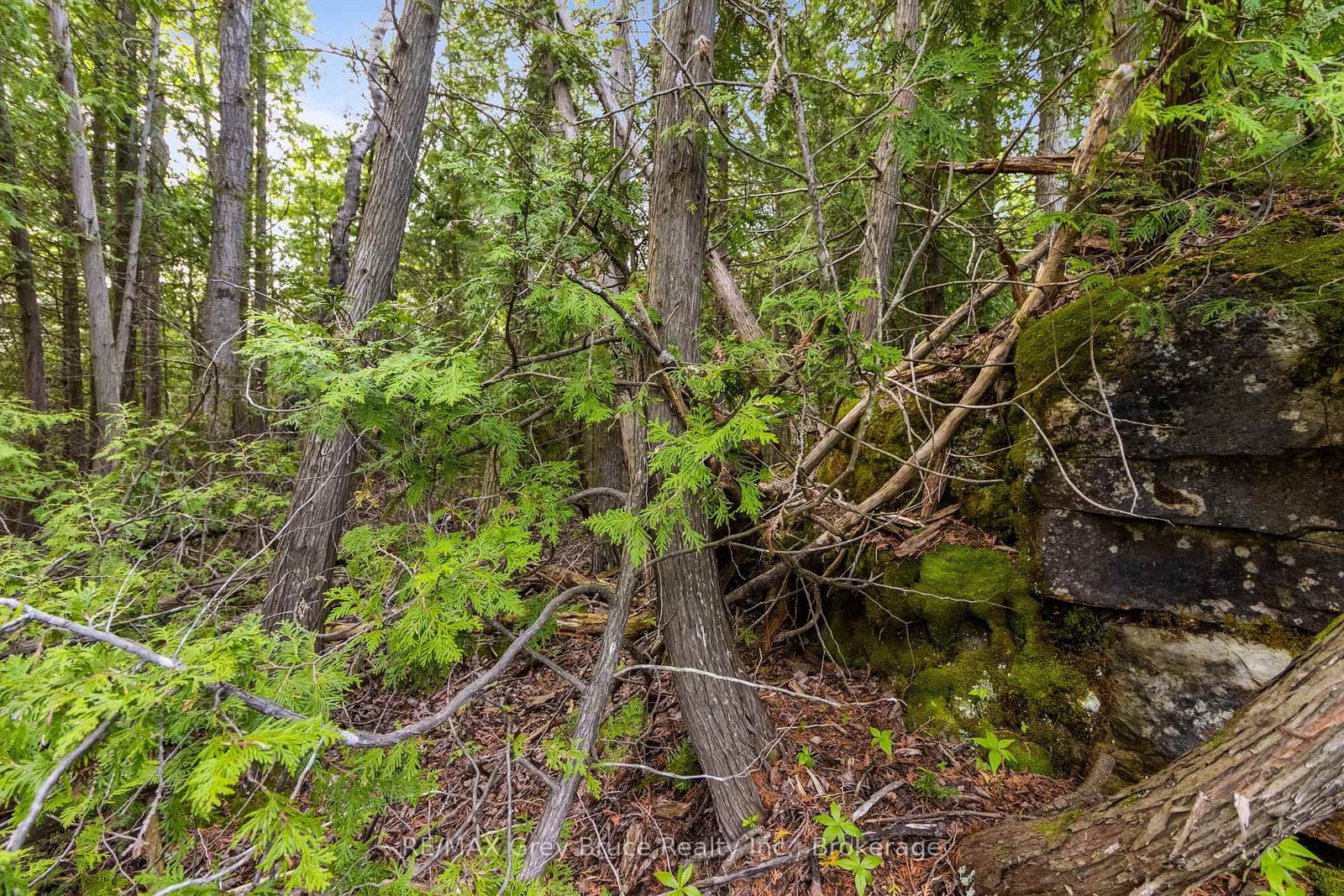 Part Farm Lot 4 CHI SIN TIB DEK Road • Northern Bruce Peninsula, ON photo 17