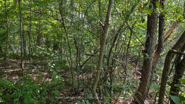 206 VEL-DOR Crescent