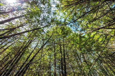 146 Sutter Road • Northern Bruce Peninsula, ON photo 8