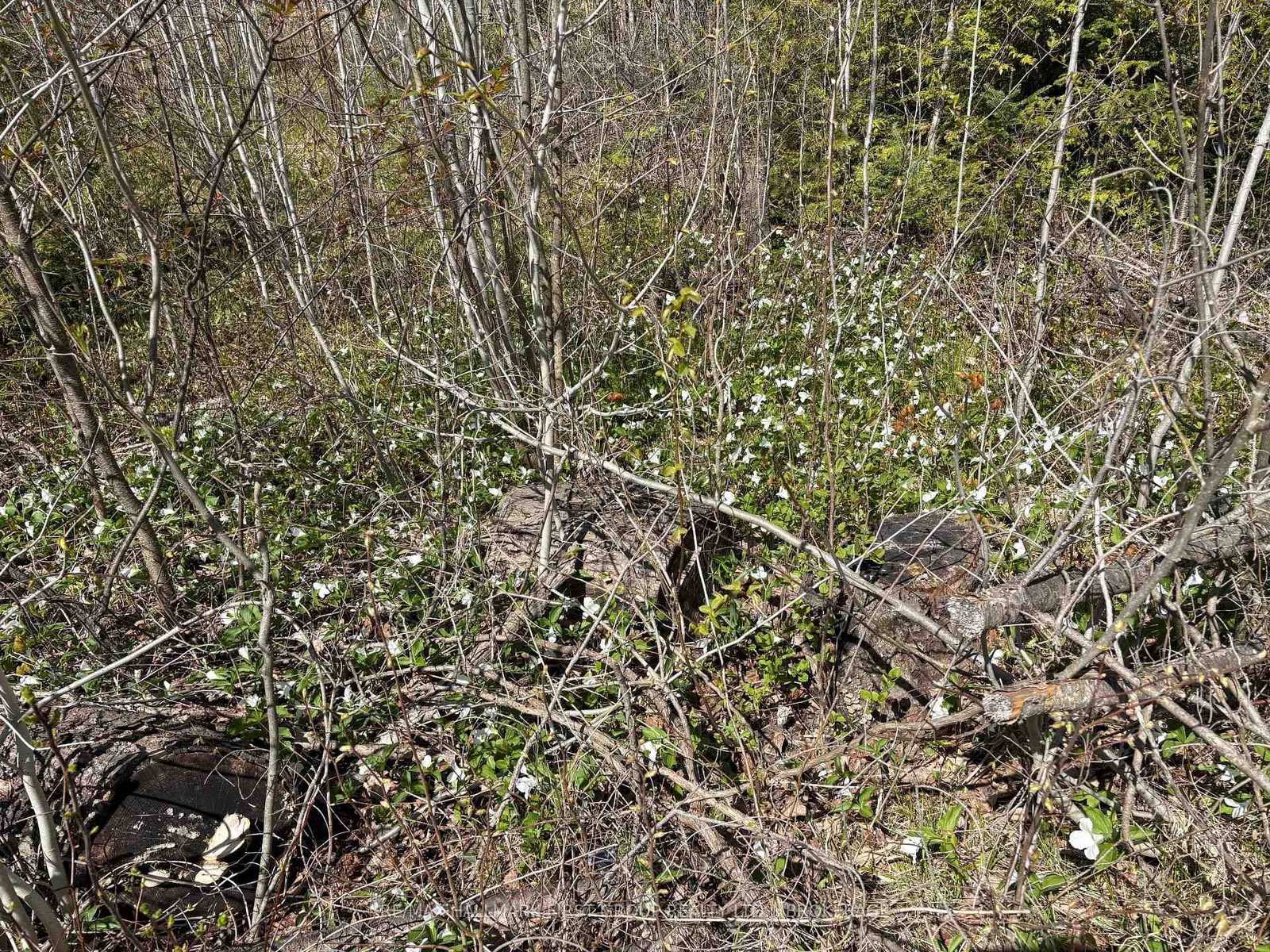 Lot 0 County Road 38 • Sharbot Lake, ON photo 13