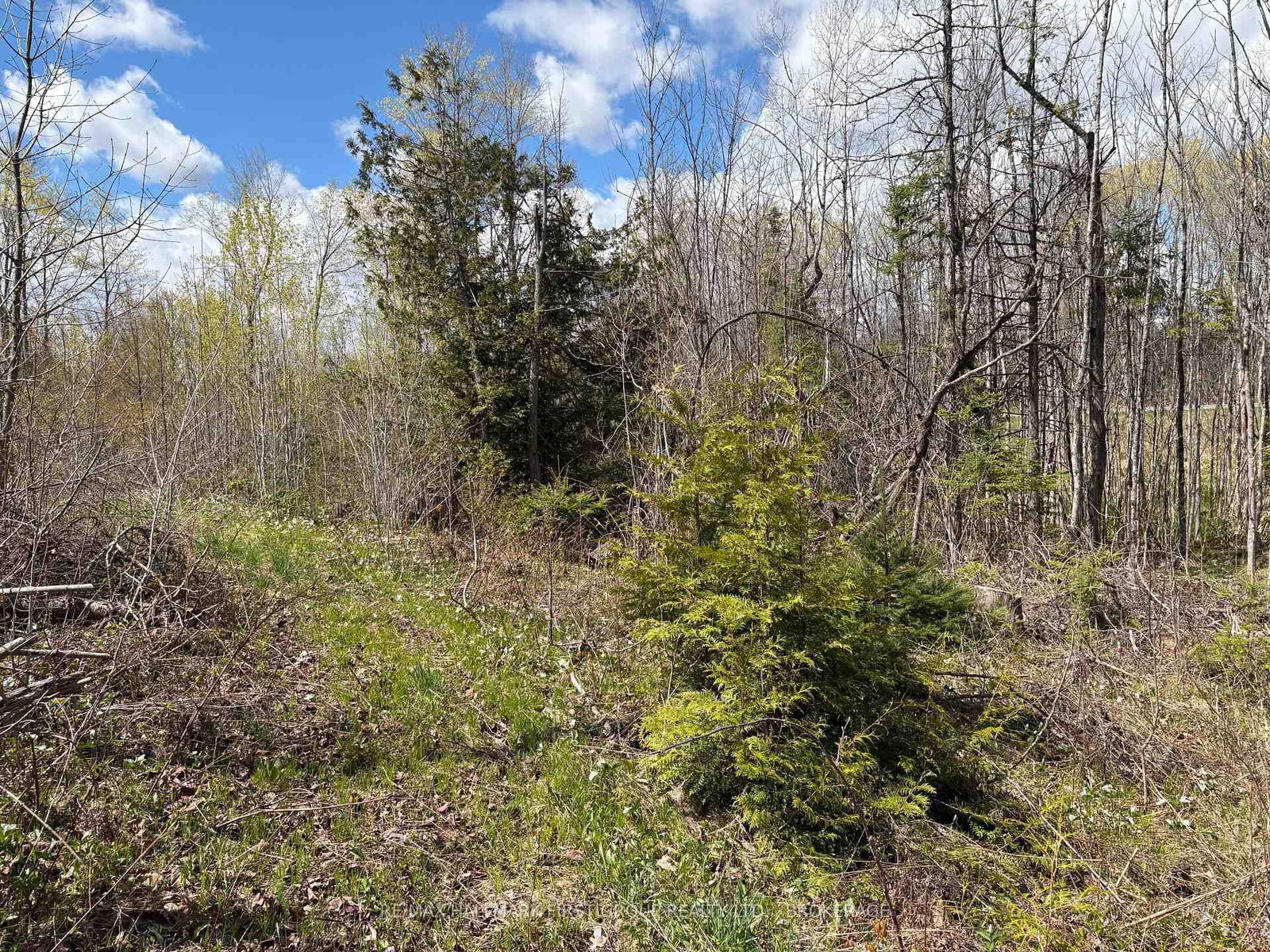 Lot 0 County Road 38 • Sharbot Lake, ON photo 14