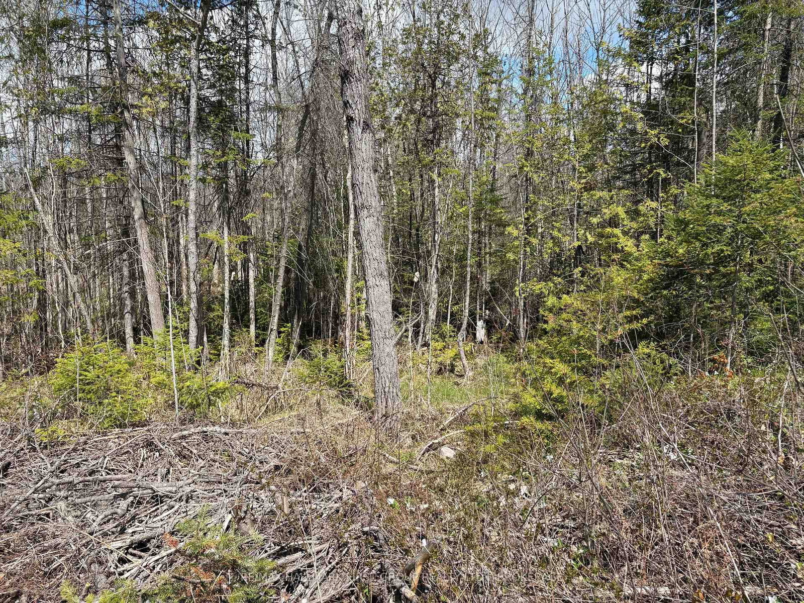 Lot 0 County Road 38 • Sharbot Lake, ON photo 15