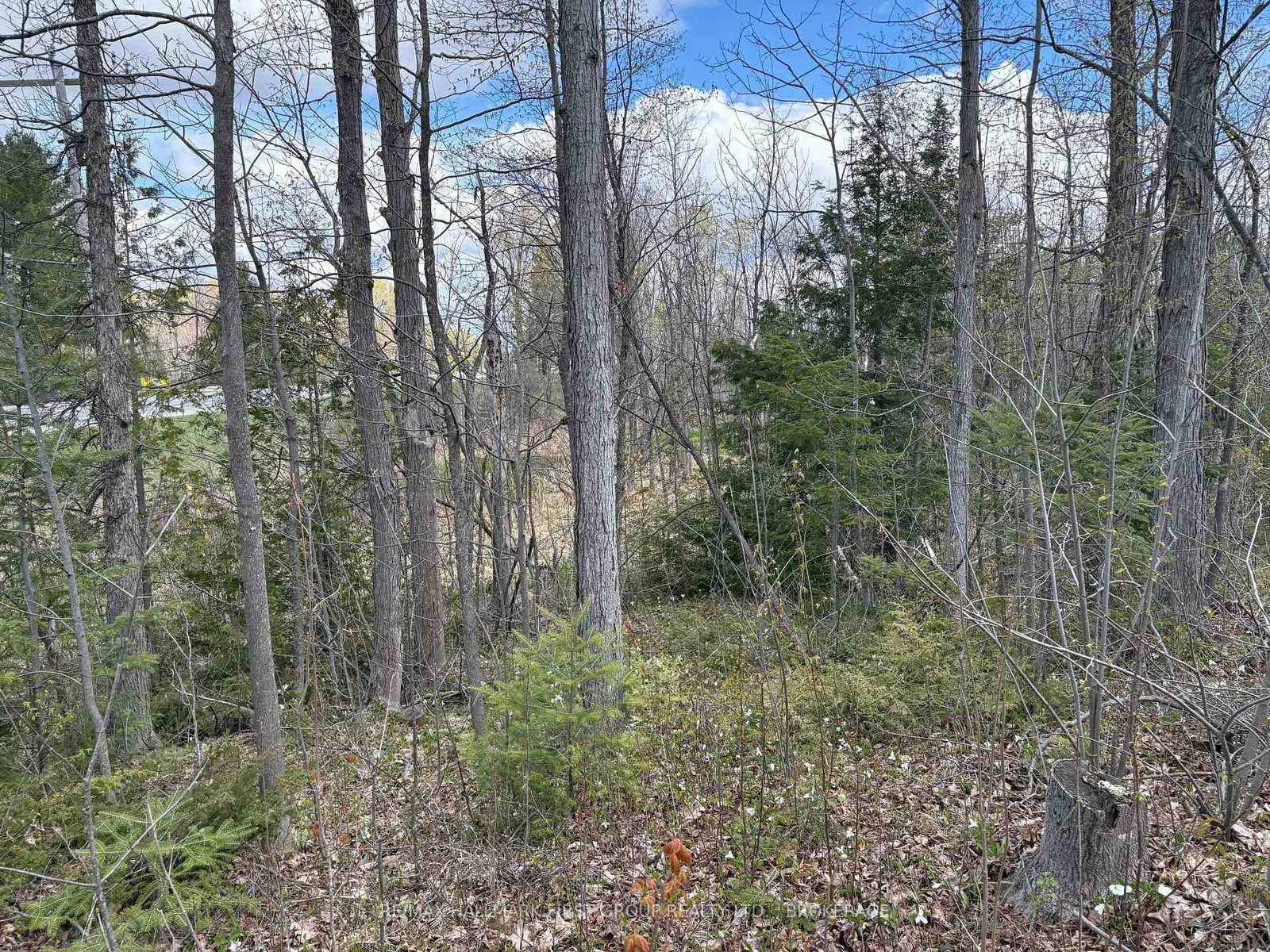 Lot 0 County Road 38 • Sharbot Lake, ON photo 24